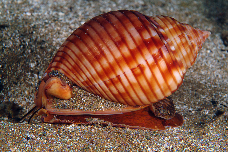 Phalium granulatum